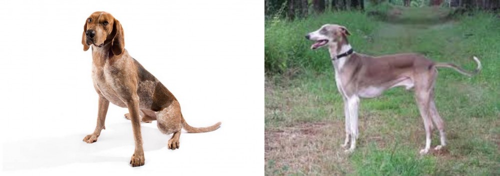 Mudhol Hound vs Coonhound - Breed Comparison