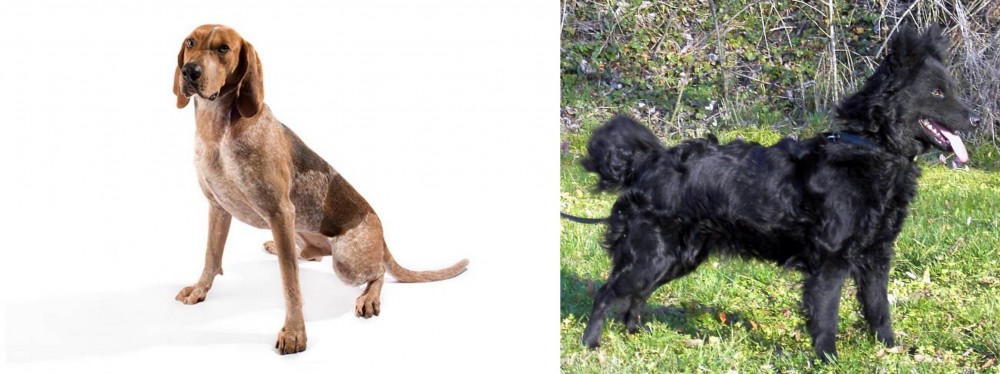 Mudi vs Coonhound - Breed Comparison