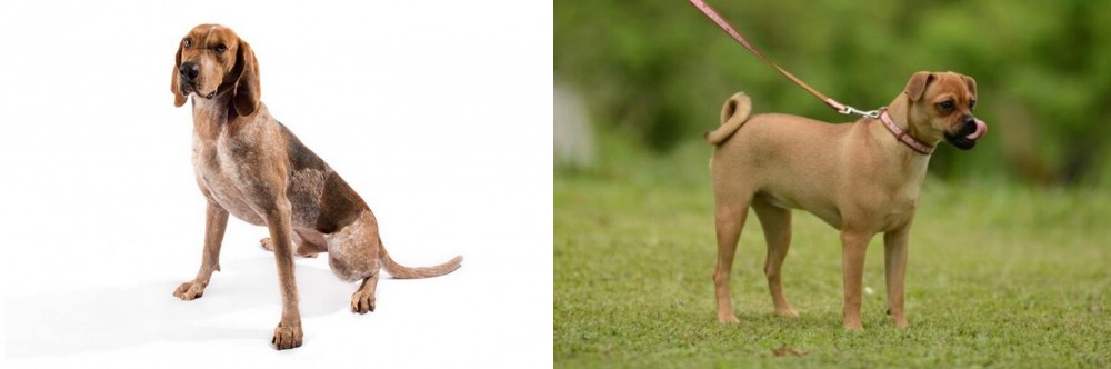 Muggin vs Coonhound - Breed Comparison