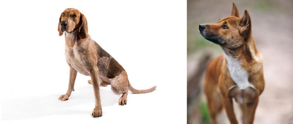 New Guinea Singing Dog vs Coonhound - Breed Comparison