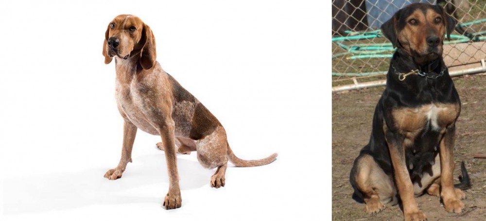 New Zealand Huntaway vs Coonhound - Breed Comparison