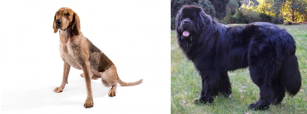 Newfoundland Dog vs Coonhound - Breed Comparison