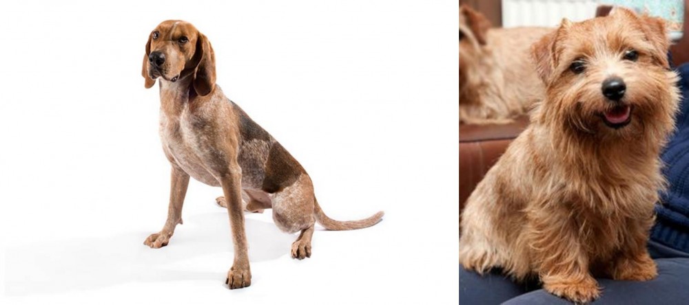 Norfolk Terrier vs Coonhound - Breed Comparison