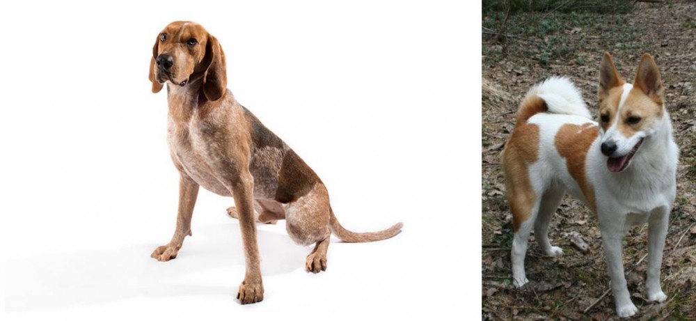 Norrbottenspets vs Coonhound - Breed Comparison