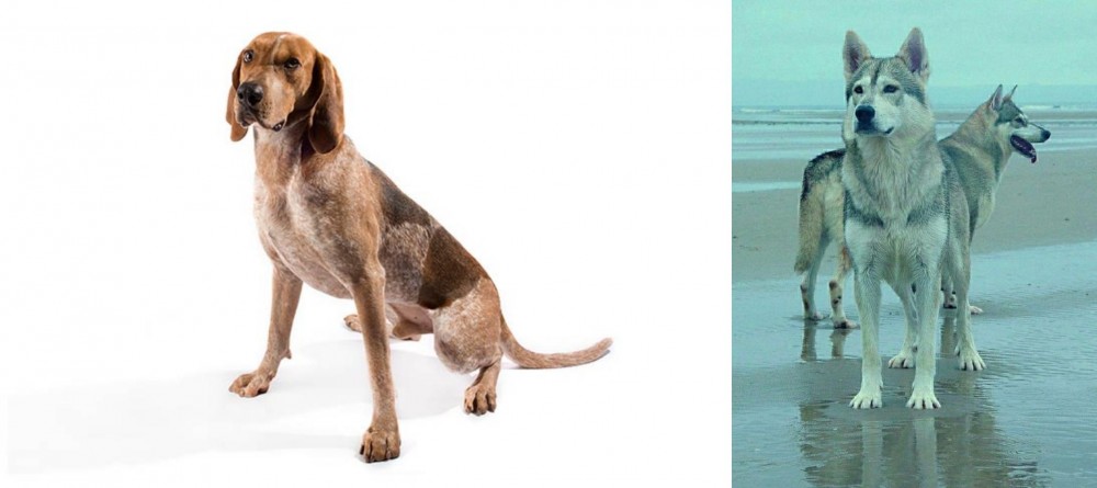 Northern Inuit Dog vs Coonhound - Breed Comparison