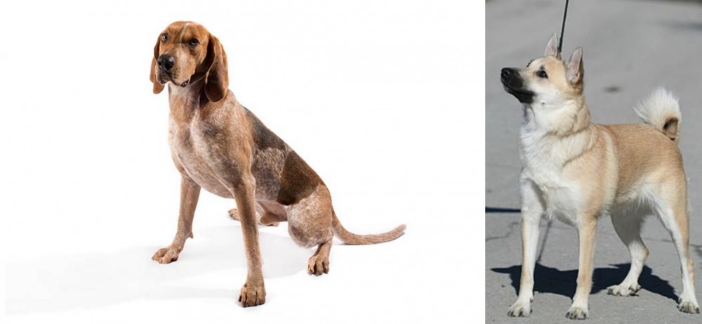 Norwegian Buhund vs Coonhound - Breed Comparison