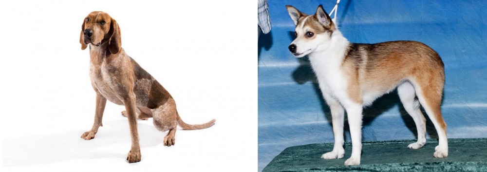 Norwegian Lundehund vs Coonhound - Breed Comparison