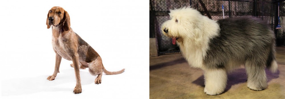 Old English Sheepdog vs Coonhound - Breed Comparison