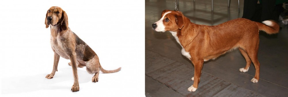 Osterreichischer Kurzhaariger Pinscher vs Coonhound - Breed Comparison
