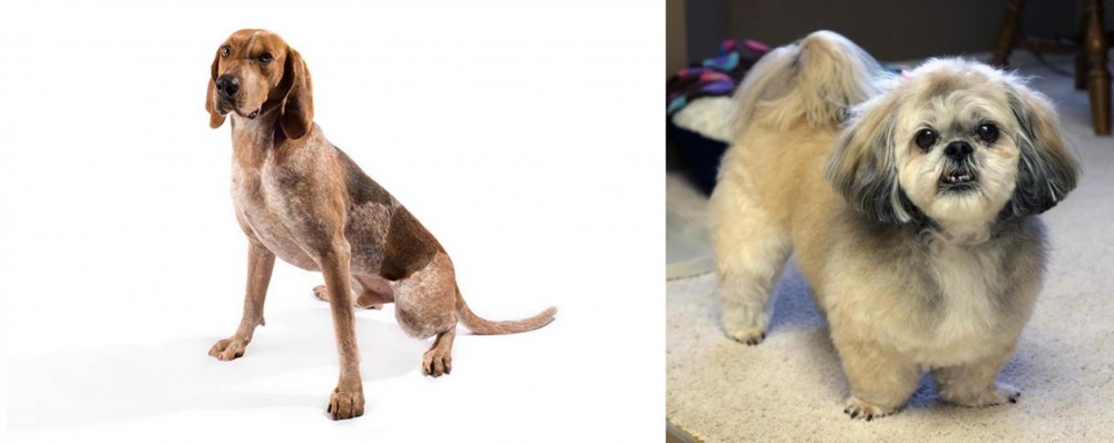 PekePoo vs Coonhound - Breed Comparison