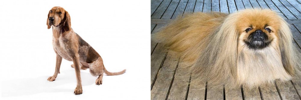 Pekingese vs Coonhound - Breed Comparison