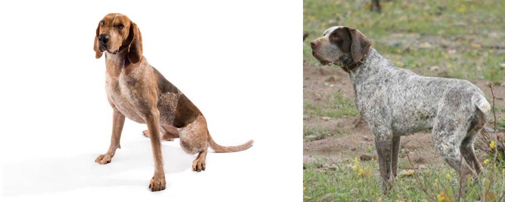 Perdiguero de Burgos vs Coonhound - Breed Comparison