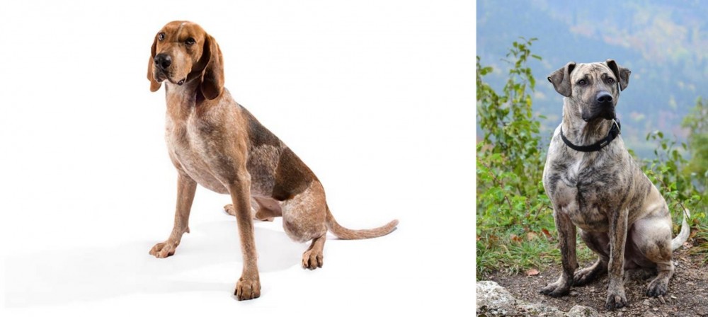 Perro Cimarron vs Coonhound - Breed Comparison
