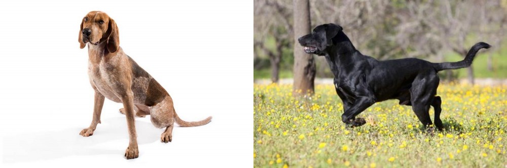 Perro de Pastor Mallorquin vs Coonhound - Breed Comparison