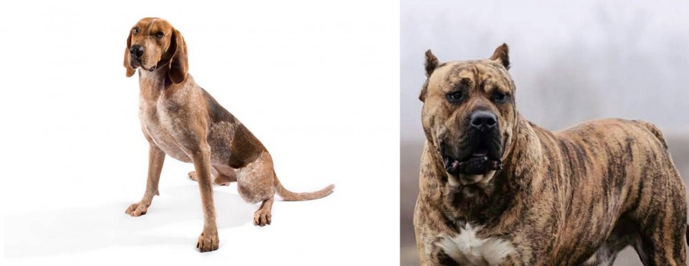 Perro de Presa Canario vs Coonhound - Breed Comparison