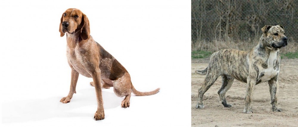 Perro de Presa Mallorquin vs Coonhound - Breed Comparison