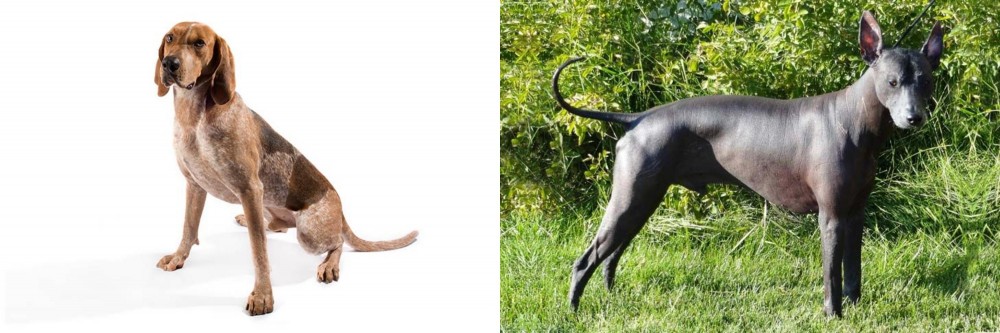 Peruvian Hairless vs Coonhound - Breed Comparison