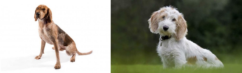 Petit Basset Griffon Vendeen vs Coonhound - Breed Comparison