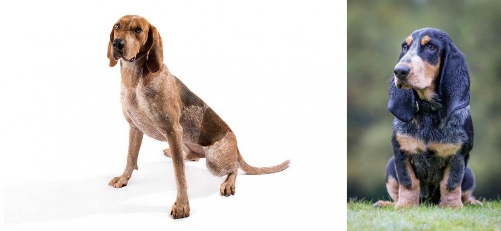 Petit Bleu de Gascogne vs Coonhound - Breed Comparison