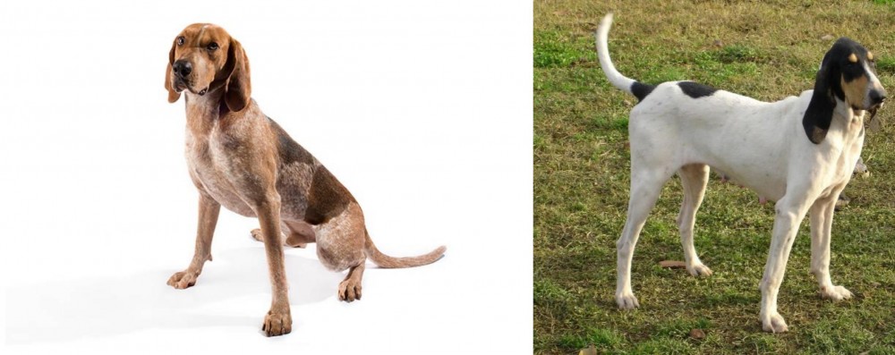 Petit Gascon Saintongeois vs Coonhound - Breed Comparison