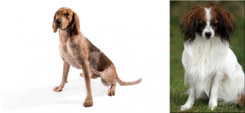 Phalene vs Coonhound - Breed Comparison
