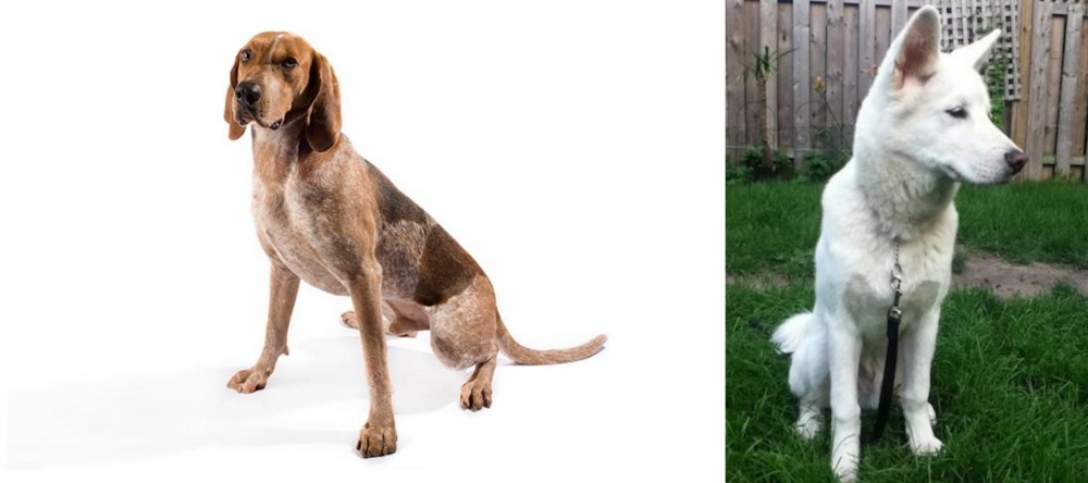 Phung San vs Coonhound - Breed Comparison