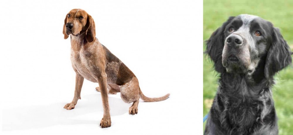 Picardy Spaniel vs Coonhound - Breed Comparison