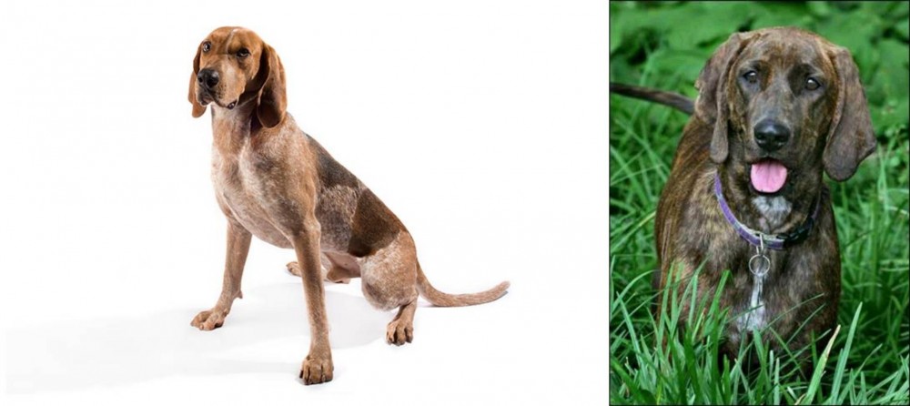 Plott Hound vs Coonhound - Breed Comparison