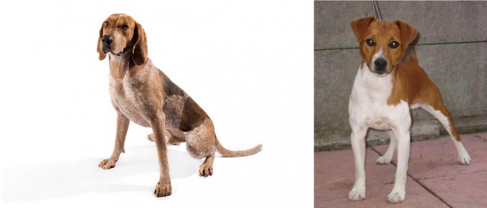Plummer Terrier vs Coonhound - Breed Comparison