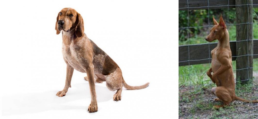 Podenco Andaluz vs Coonhound - Breed Comparison