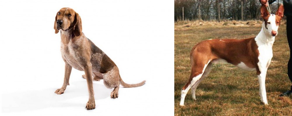 Podenco Canario vs Coonhound - Breed Comparison