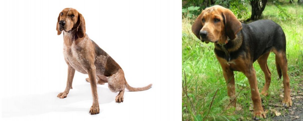 Polish Hound vs Coonhound - Breed Comparison
