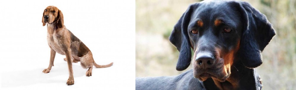 Polish Hunting Dog vs Coonhound - Breed Comparison