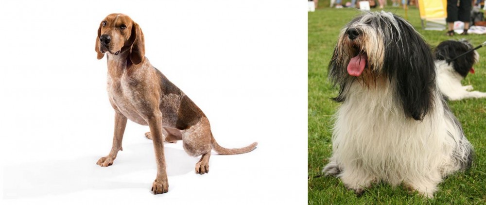 Polish Lowland Sheepdog vs Coonhound - Breed Comparison