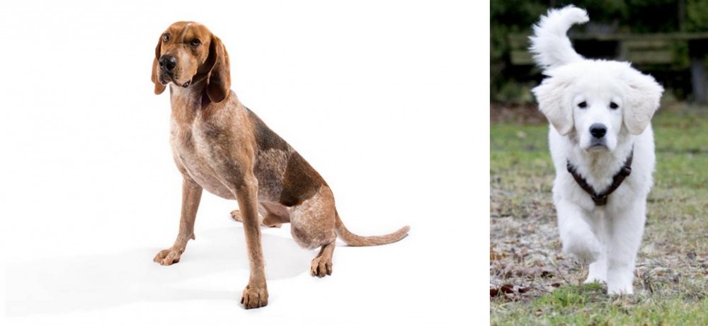 Polish Tatra Sheepdog vs Coonhound - Breed Comparison