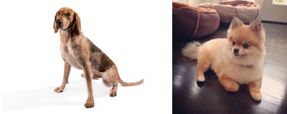 Pomeranian vs Coonhound - Breed Comparison