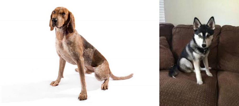 Pomsky vs Coonhound - Breed Comparison