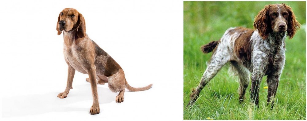 Pont-Audemer Spaniel vs Coonhound - Breed Comparison