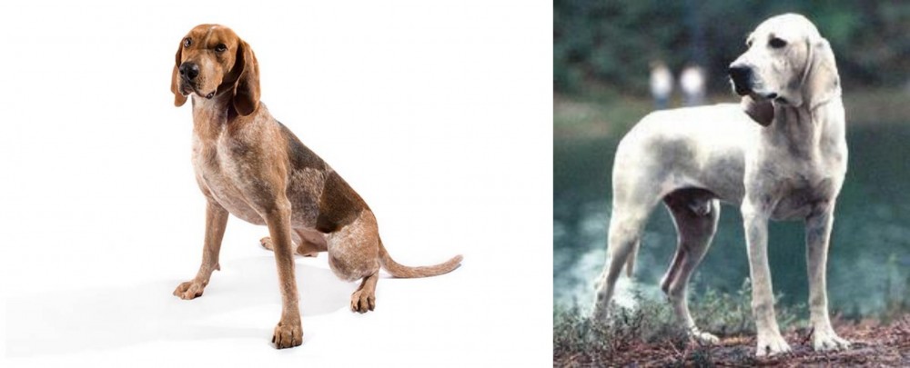 Porcelaine vs Coonhound - Breed Comparison
