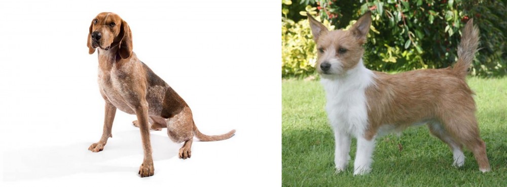 Portuguese Podengo vs Coonhound - Breed Comparison