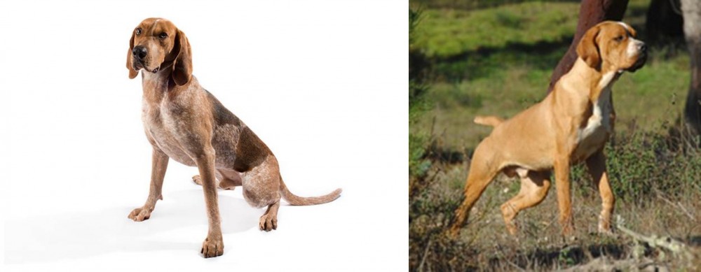 Portuguese Pointer vs Coonhound - Breed Comparison