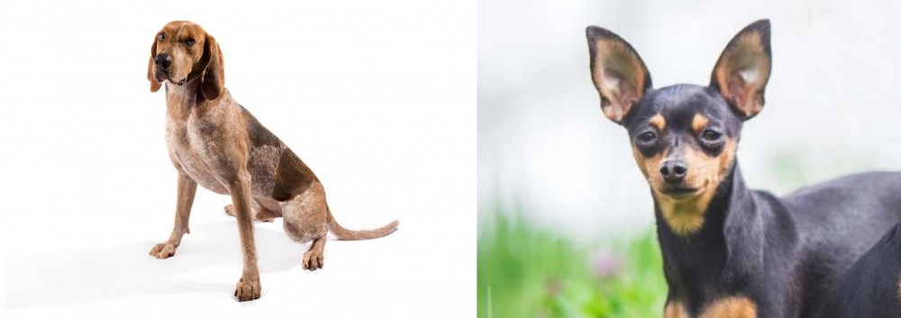 Prazsky Krysarik vs Coonhound - Breed Comparison