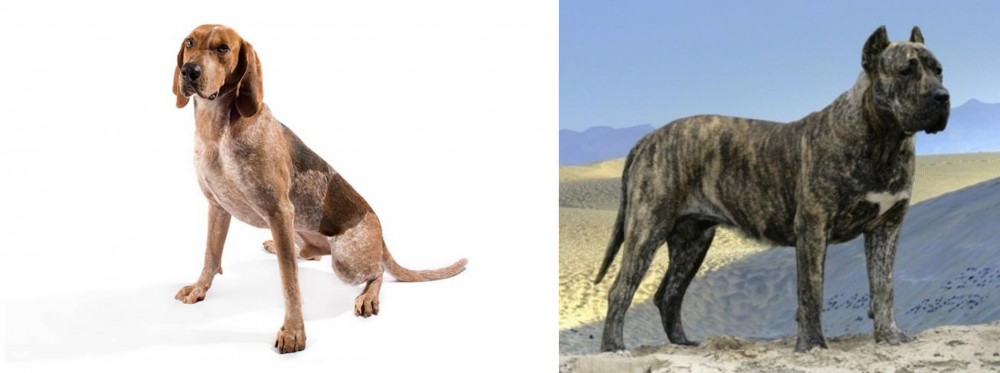 Presa Canario vs Coonhound - Breed Comparison