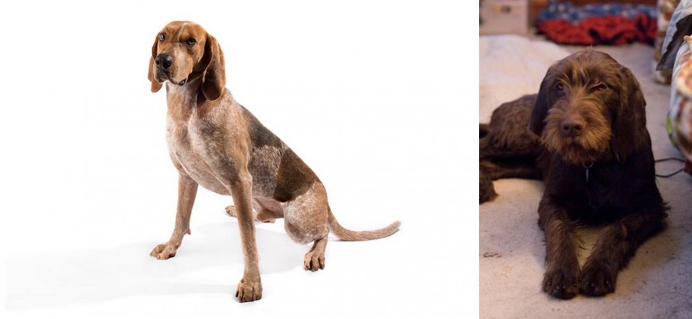 Pudelpointer vs Coonhound - Breed Comparison