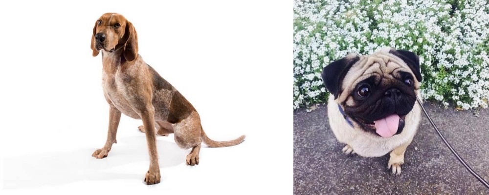 Pug vs Coonhound - Breed Comparison