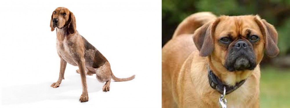 Pugalier vs Coonhound - Breed Comparison