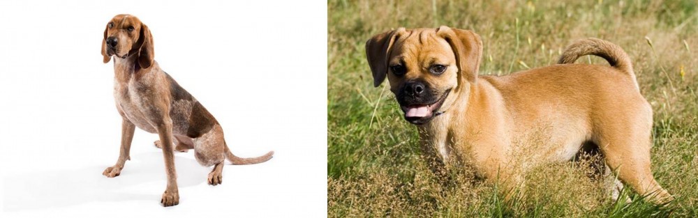 Puggle vs Coonhound - Breed Comparison