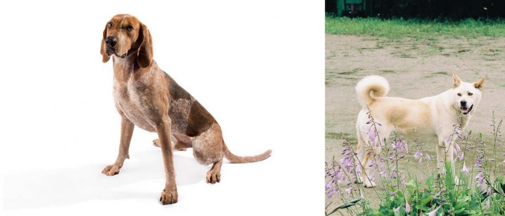 Pungsan Dog vs Coonhound - Breed Comparison