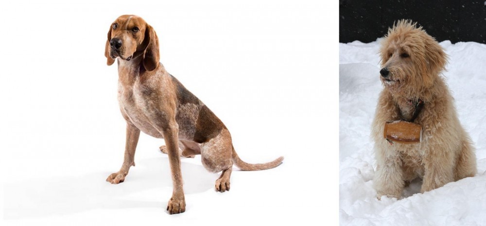 Pyredoodle vs Coonhound - Breed Comparison