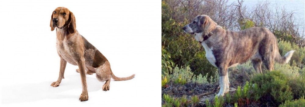 Rafeiro do Alentejo vs Coonhound - Breed Comparison